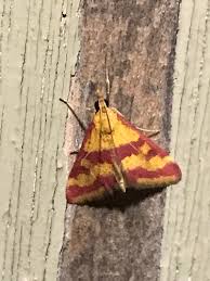 Image result for Pyrausta sanguinalis