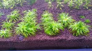 Image result for Syngonanthus