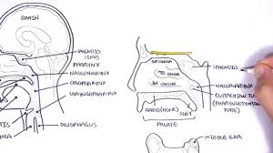 In this article, we shall look at the applied anatomy of the nasal cavity, and some of the relevant clinical syndromes. Clinical Anatomy Nasal Cavity And Sinuses Youtube