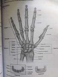 The bones in our fingers and thumb are called phalanges. What Are The Bones That Form The Human Hand Quora