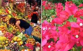 Birthday flowers & gifts for mom. Springtime Flowers And Fruits Of The Dominican Republic Casa De Campo Living