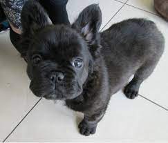 His mother is an f1 goldendoodle, and the sire is a mini poodle. Long Haired French Bulldog Puppies Askfrenchie Com