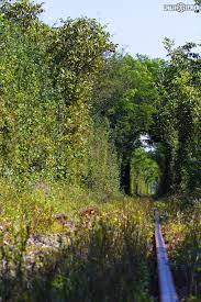 Locul denumit de fotografi „tunelul dragostei este aproape identic cu celebrul obiectiv turistic din ucraina. Tunelul Iubirii De La Obreja Caras Severin Country Roads Favorite Places Places