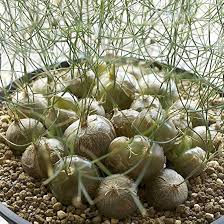 Image result for Schizobasis intricata
