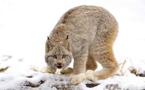 Schneiderschere schneidet scharf, scharf schneidet schneiderschere. Hintergrundbilder Luchs Schnee Raubtier Schau Vorsicht 1920x1200 Coolwallpapers 1060461 Hintergrundbilder Wallhere