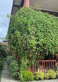 Image result for Thunbergia mysorensis