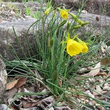 Maybe you would like to learn more about one of these? Narcissus Oxford Gold Daffodil Oxford Gold Bulbocodium In Gardentags Plant Encyclopedia