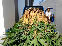 Pohon Bambu Kuning Bambu Panda Bambu Jepang Berkah Taman Jual Tanaman Hias 081310690424 085697750200 Bambu Pohon Kuning