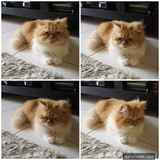 Biasanya muncul dari lingkungan yang kurang bersih. Anak Kucing Sakit Mata Dennis Zill