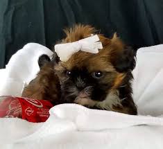 Maybe you would like to learn more about one of these? Frisky Dream Puppies Miniature Breeds For Sale