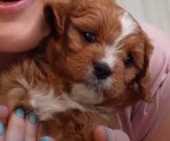 This does not affect the price that you pay. Cavapoo Puppies For Sale In Pa List Of Cavapoo Breeders In Pa Cavapoo World