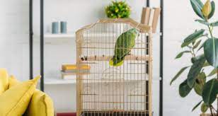 Make sure you have at least 5 to 10 perches to allow your bird a more. Poisonous And Safe Plants For Birds Petcoach