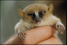 Check spelling or type a new query. 3 New Lemurs Named In Madagascar