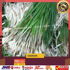 Check spelling or type a new query. Beli Bibit Kuncai Daun Kucai Bawang Kuncai Sayuran Kuncai Bibit Sayuran Kuncai 200gram Seetracker Indonesia