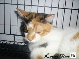 Maybe you would like to learn more about one of these? Kucing Utara Langkah Atasi Kucing Cirit