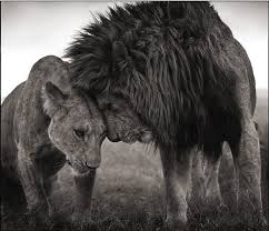 Beautiful Land Animals Beautiful Animals Cute Animals