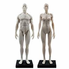 Related to the function of movement is the muscular system's second function: 30cm Female Male Anatomical Anatomy Skull Head Body Muscle Bone Teach Model Ce Ebay