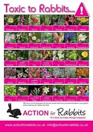 You can still have an incredible garden filled with pet safe flowers safe for fido, fluffy, or any neighboring cats and dogs that like to. 210 Kills Cats Lilies Flowers Plants Ideas In 2021 Poinsettia Flower Plants All Flowers