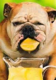 Pin On The Healthy Canine