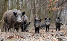 Definition, rechtschreibung, synonyme und grammatik von 'wildschwein' auf duden online nachschlagen. Wildschwein Attacke N Land