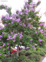 Image result for Buchnera speciosa