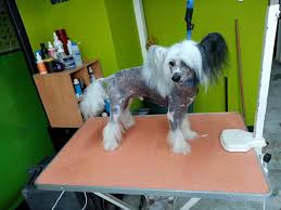 Llevo 14 años buscando justicia, afirma lydia cacho tras detención del gober precioso. Animal World Con Estos Hermosos Terminamos El Dia Facebook