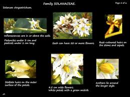 Image result for Solanum chrysotrichum