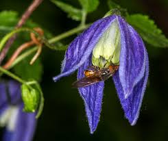Image result for Clematis dolichopoda