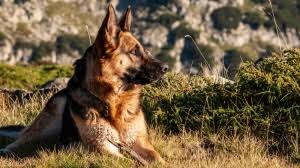 Mar 23, 1996 · eleveur depuis plus de 25 ans, soucieux de produire des chiots de qualité, conforme au standard et en bonne santé, nous vous proposons toute l'année, des chiots nés à l'élevage, tatoués, vaccinés, vermifugés et inscrits au lof. Elevages De Berger Allemand A Poil Court En France