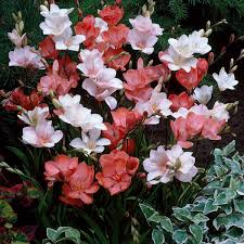 Image result for Tritonia moggii