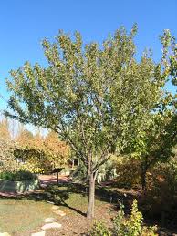 It produces early, and is likely to be ready to should ready to harvest in june or july. Santa Rosa Plum