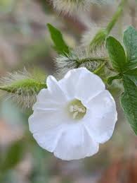 Image result for Merremia aegyptia