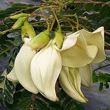 Image result for Craibia grandiflora