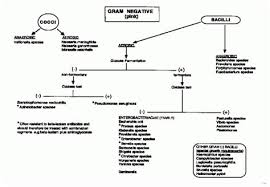 17 Paradigmatic Bacterial Identification Flowchart