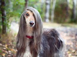 D'ici et d'ailleurs est un coffret réunissant les différentes compilations en langues étrangères commercialisées dès 2008. Mon Chien Est Il Intelligent Liste Des Races En Question Jjsphere