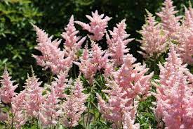 Also known as false spirea, they can be planted in groups in the woodland border, or in a mass to create ground cover. Astilbe Prachtspiere Pflanzen Pflegen Vermehren Schoner Wohnen