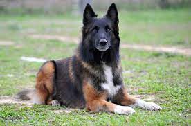 In 1892, the first belgian shepherd dog standard was composed. Belgian Shepherd Everything You Need To Know About This Dog Breed Petguide