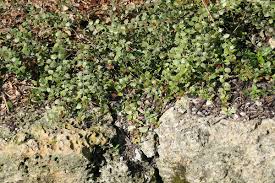 Image result for Crossopetalum