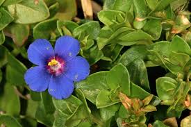 Image result for Lysimachia arvensis