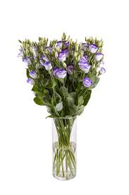 Image result for eustoma lisianthus in vase