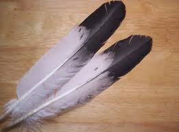 Roach Feather Eagle Feathers Feather Tattoos Bald Eagle Feather