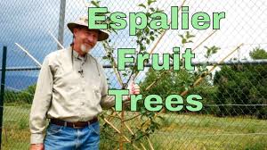 This post contains affiliate links. How To Espalier Fruit Trees Youtube