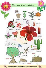 Trees Plants And Flowers Vocabulary List With Pictures English Vocabulary English Language Teaching Learn English