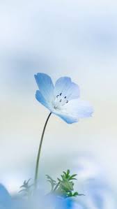 Nemophila Mobile Wallpaper Mobiles Wall Blue Flower Wallpaper Blue Flowers Flowers Photography
