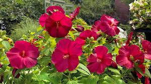 The following photos will allow you to identify red and pink flowering plants. Plants With Red Flowers Foliage Garden Gate