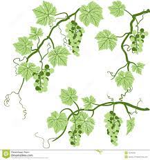Anemone (zephyr flower) sickness expectation: Grape Vine 12945091 Jpg 1300 1390 Grape Vines Fruits Drawing Plant Leaves