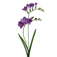 Florist Wholesale Floristry Supplies Uk Wholesale Florist Supplies Florist Wholesalers Pintura De Cactus Ilustraciones De Flores Arte Floral