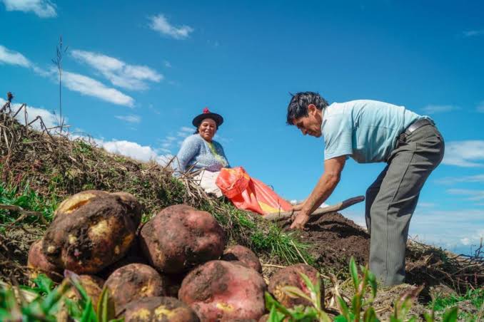 Fertiabono 2: Más 97,000 pequeños productores agricultores ya cobraron el  subsidio | Midagri | ECONOMIA | GESTIÓN