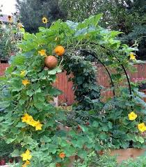 45 Affordable Diy Design Ideas For A Vegetable Garden My Desired Home Backyard Vegetable Gardens Vegetable Garden Planner Vegetable Garden Design