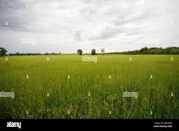 Image result for Eragrostis humidicola